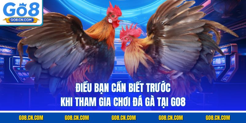 Điều bạn cần biết trước khi tham gia chơi đá gà tại GO8