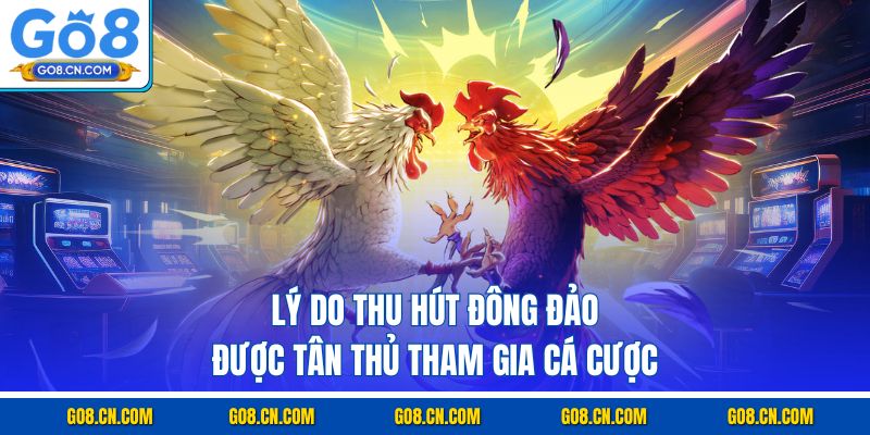 Lý do thu hút đông đảo được tân thủ tham gia cá cược